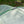 TARPTENT Double Rainbow DW Li